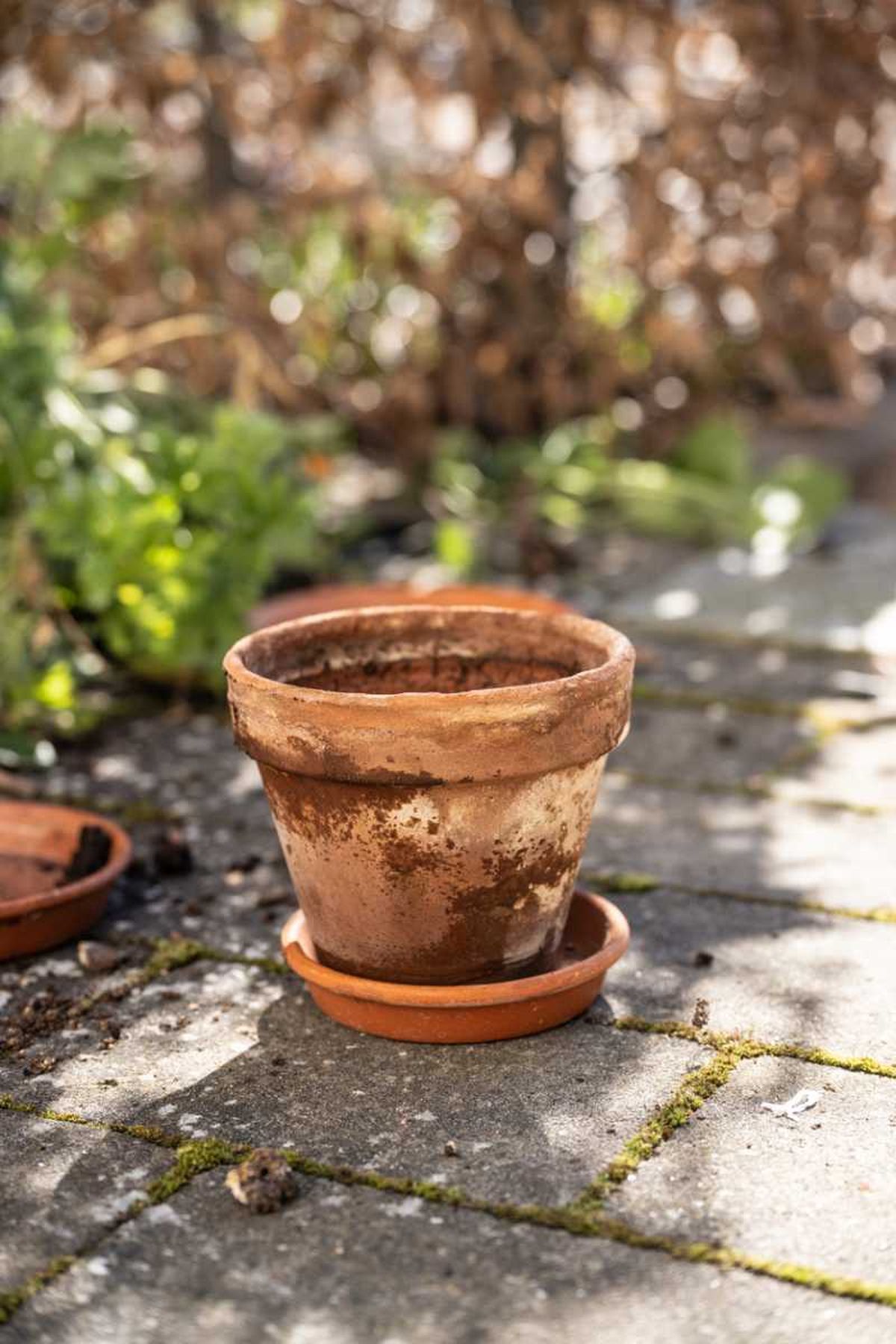 No tires tu maceta de barro vieja, reutilízala