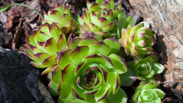 planta sempervivum tectorum