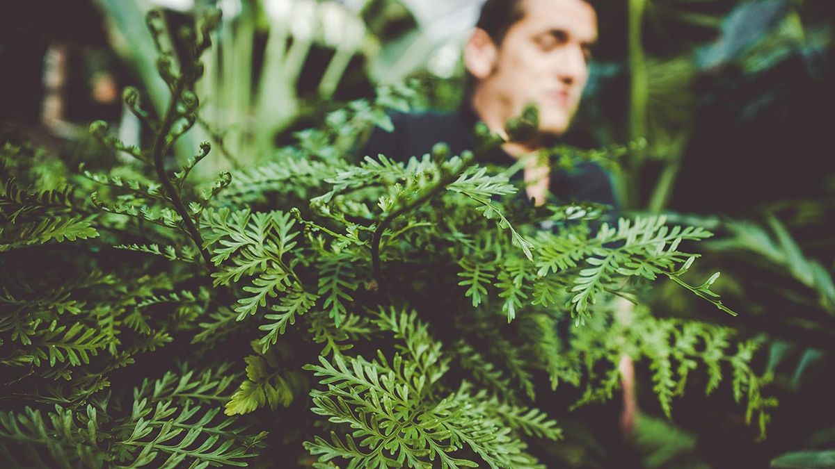 brico 1016 jardin Helecho rustico ssplenium parvati caracteristicas