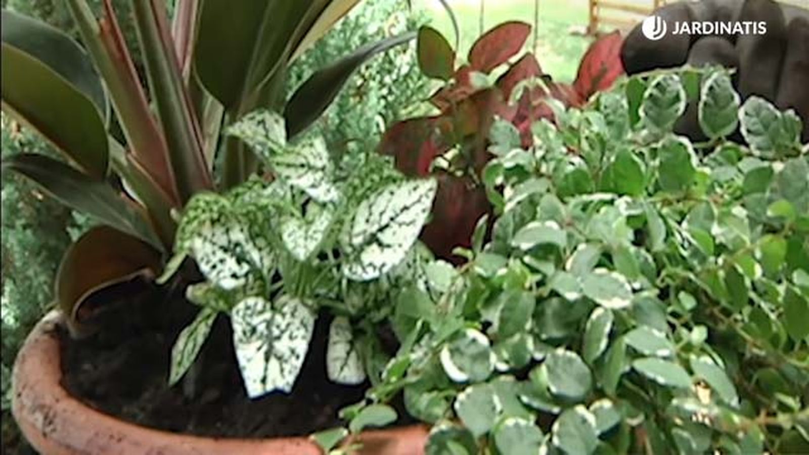 composicion plantas interior hypoestes fittonia ficus pumila philodendron erubescens retj 027 jardinatis