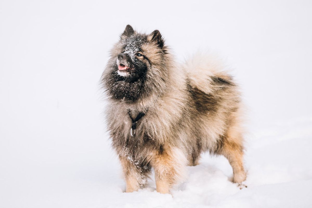 keeshond wolfspitz caracter