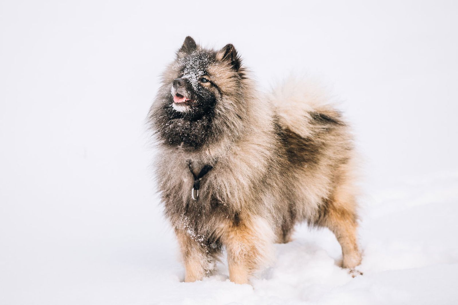 keeshond wolfspitz caracter