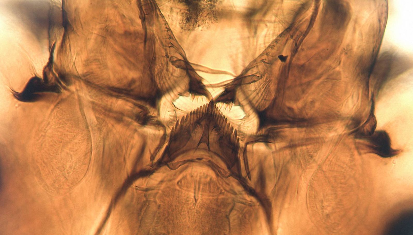 cuantos dientes tiene un mosquito xl