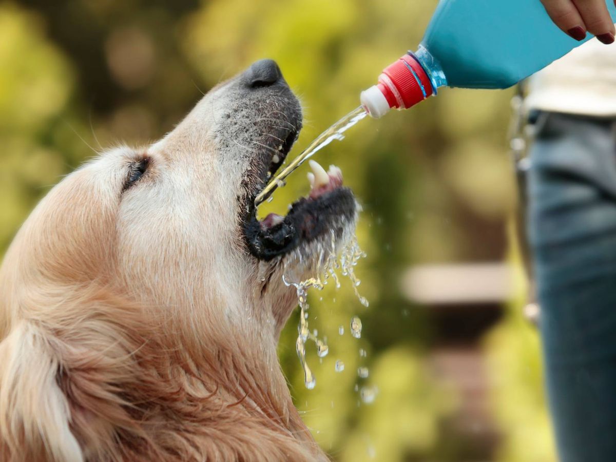 Con la llegada del calor, los perros necesitan beber más agua