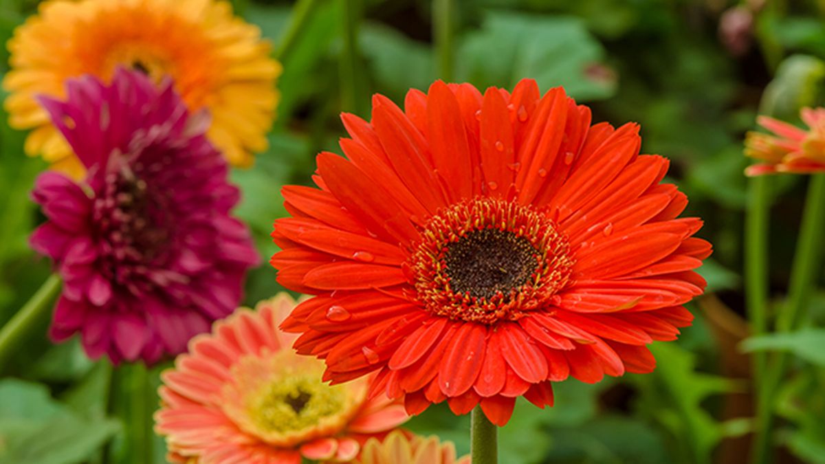 flores de gerbera en el jardin