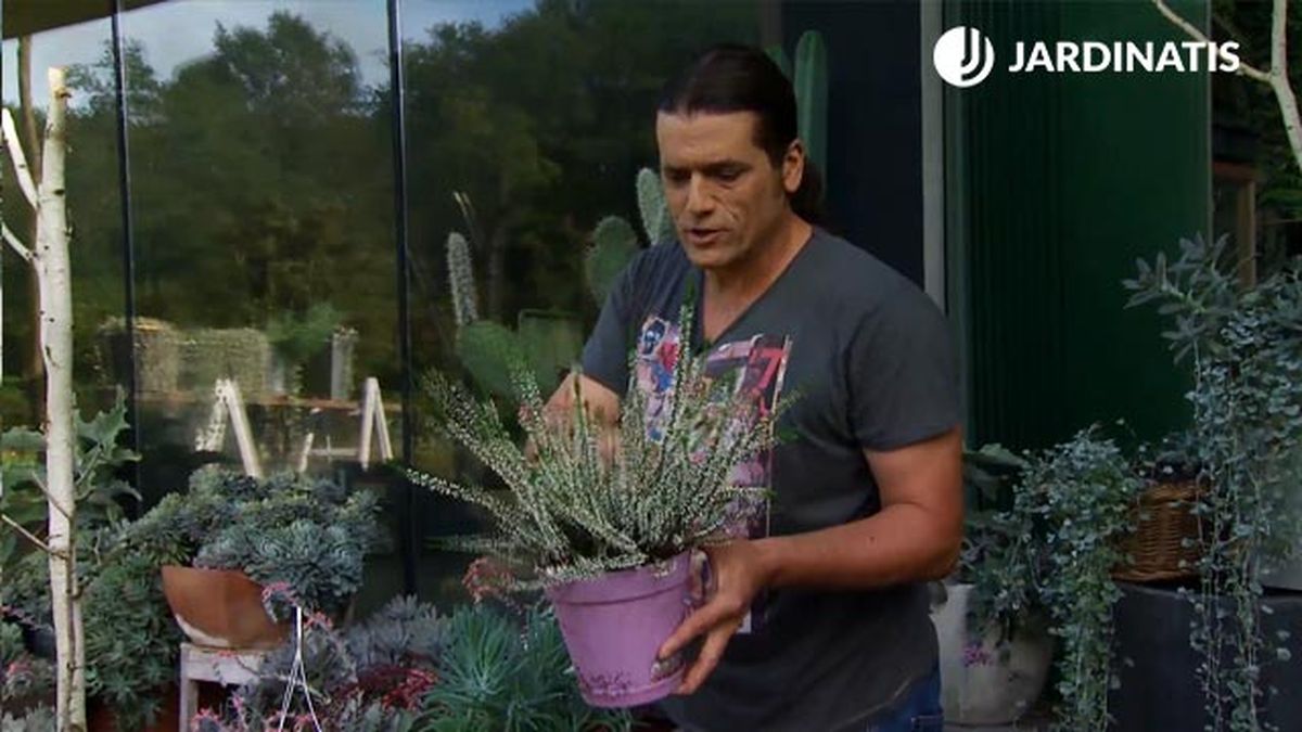 dichondra repens silver falls brezo deco 665