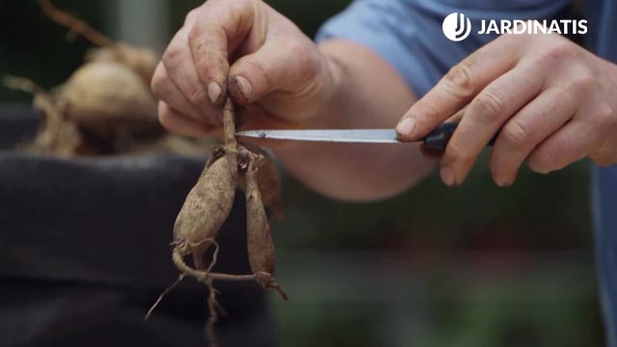 interseccion bulbo de dalias xl brico 944 jardin