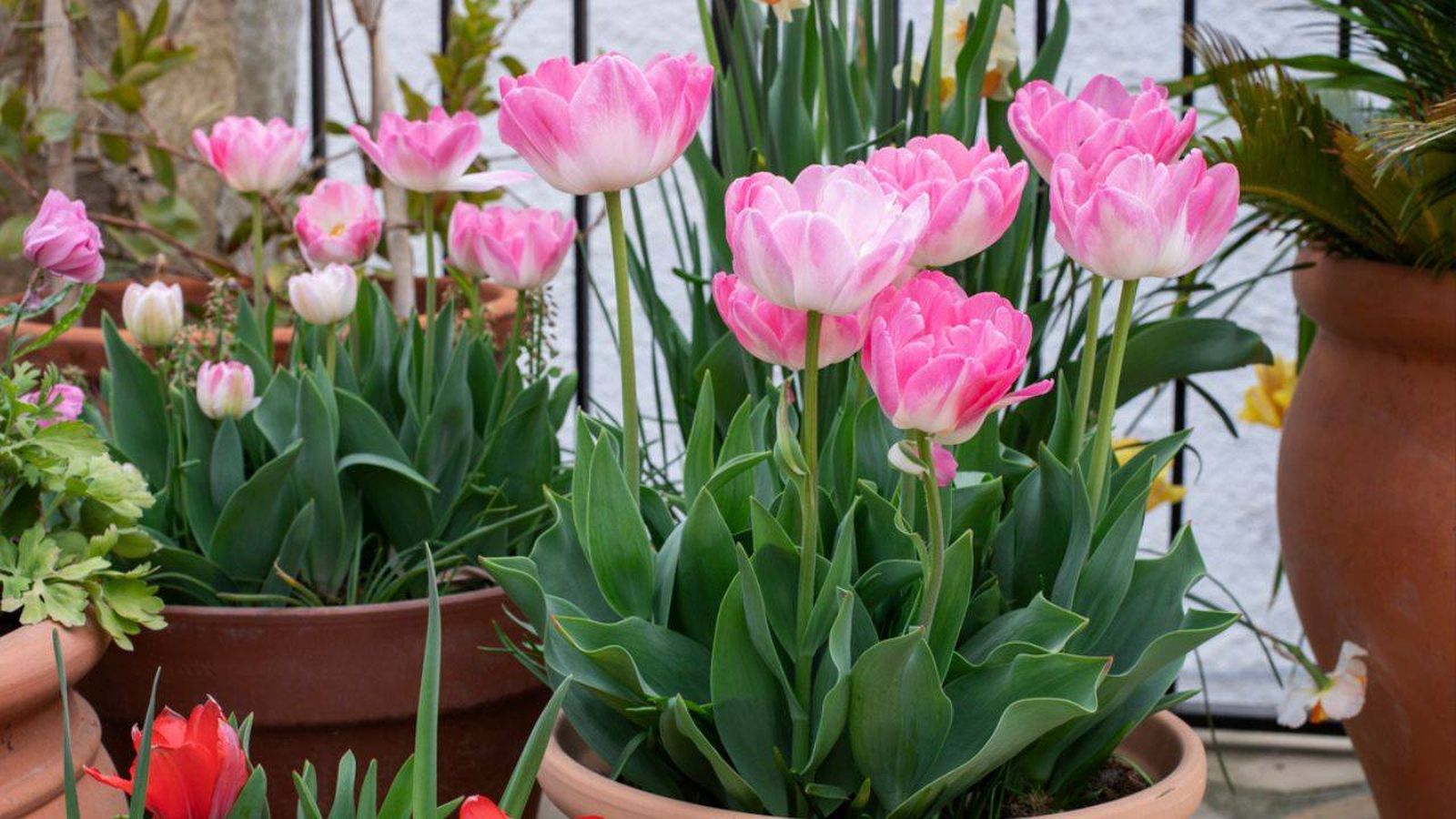 cuidados de tulipanes