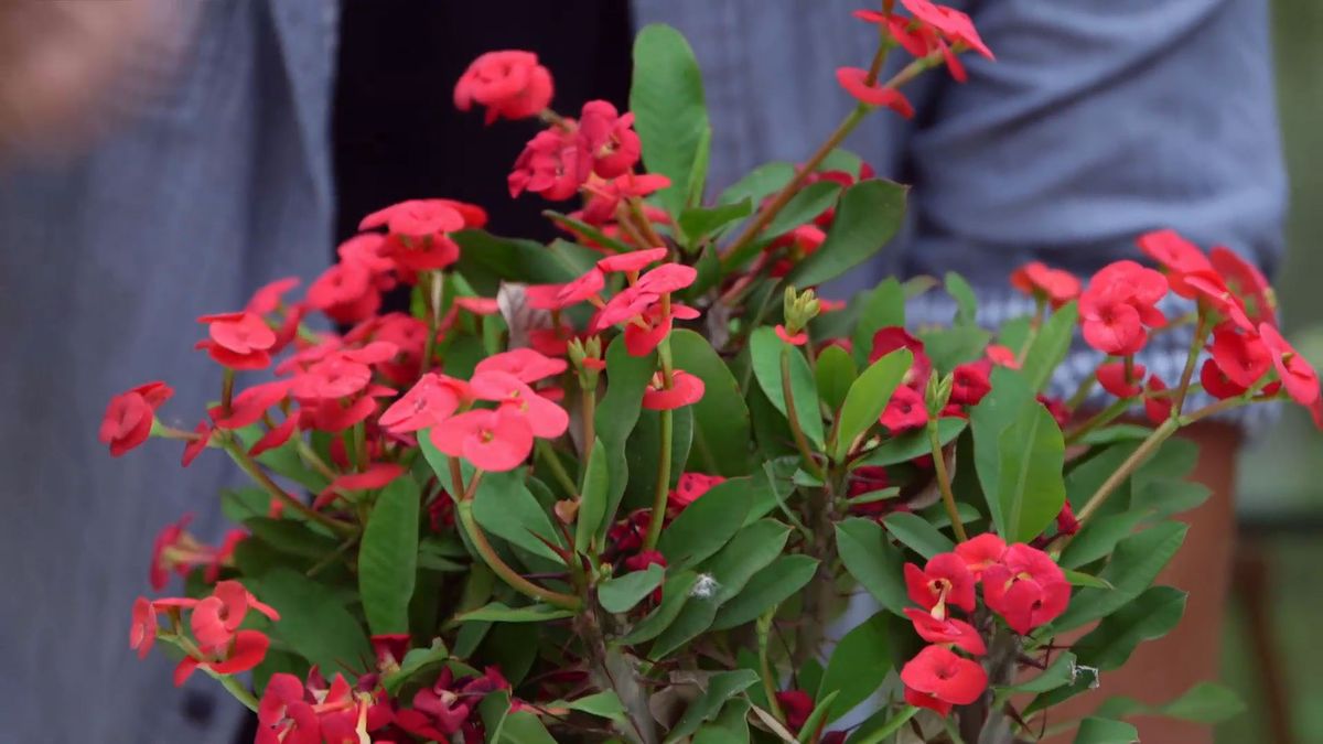 brico 952 3 euphorbia mii caracteristicas