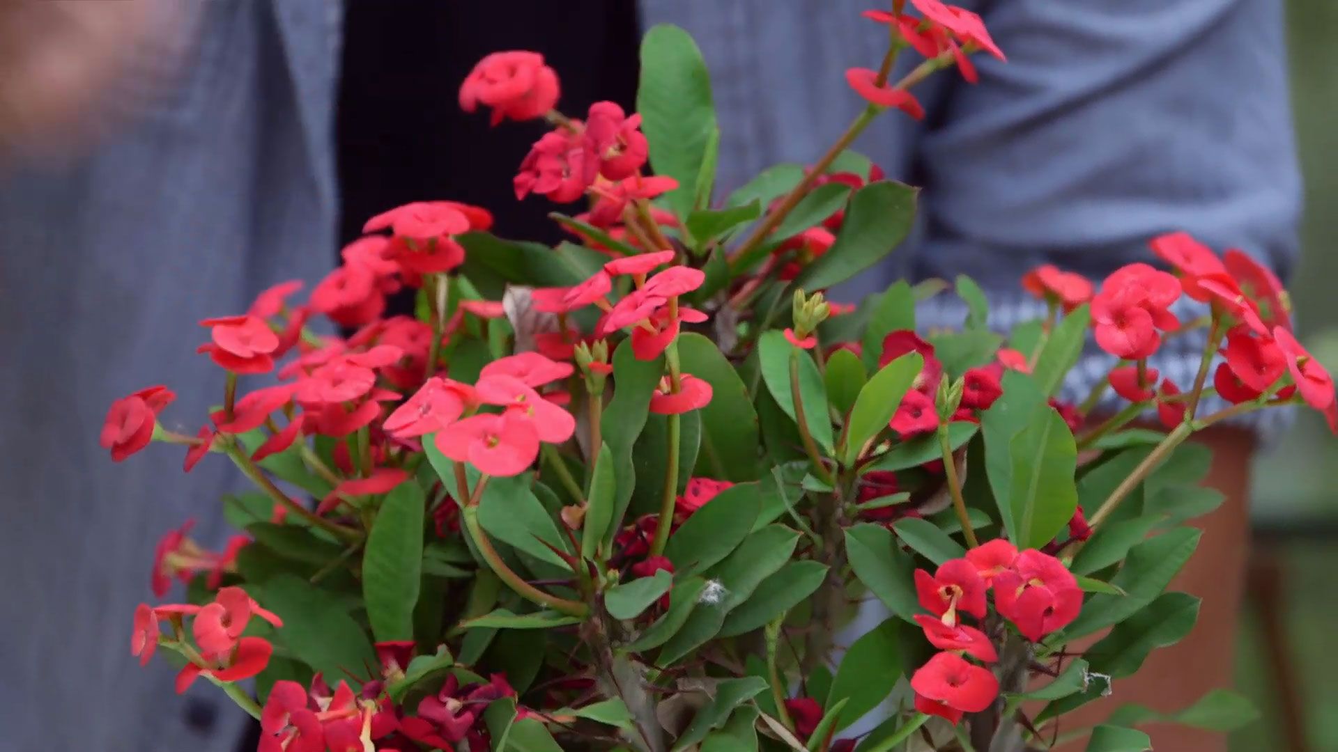 brico 952 3 euphorbia mii caracteristicas