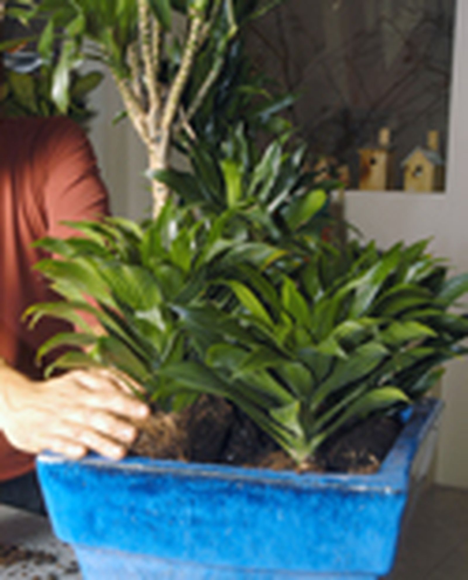64204 dracena p05