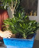 64204 dracena p05