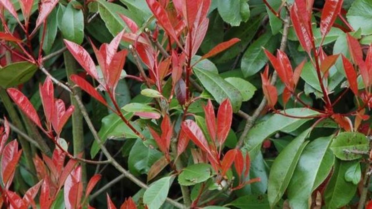 Fotinia enana pinterest