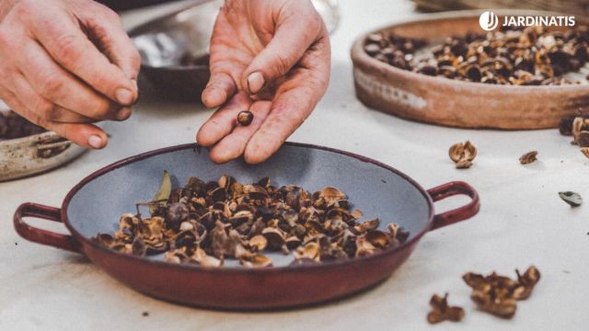 como recolectar y sembrar camelias