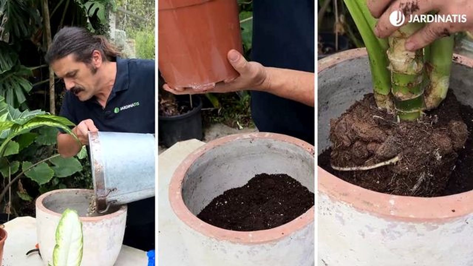 como trasplantar planta dieffenbachia jardinatis 23 33