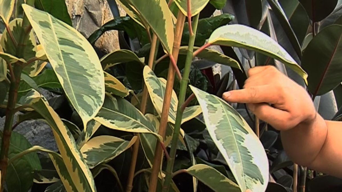 deco 436 ficus elastica hojas