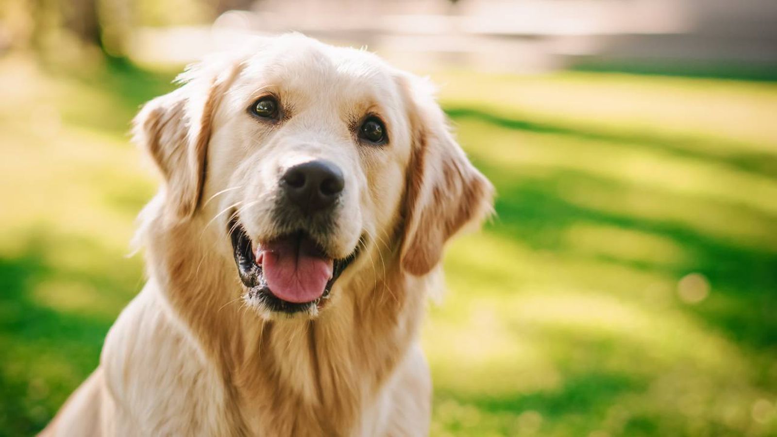 Los perros labradores son considerados como un animal de compañía perfecto.
