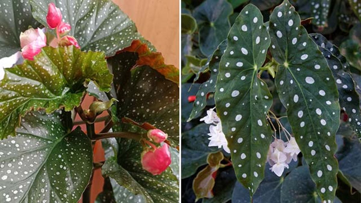 diferencias begonia tamaya begonia maculata jardinatis