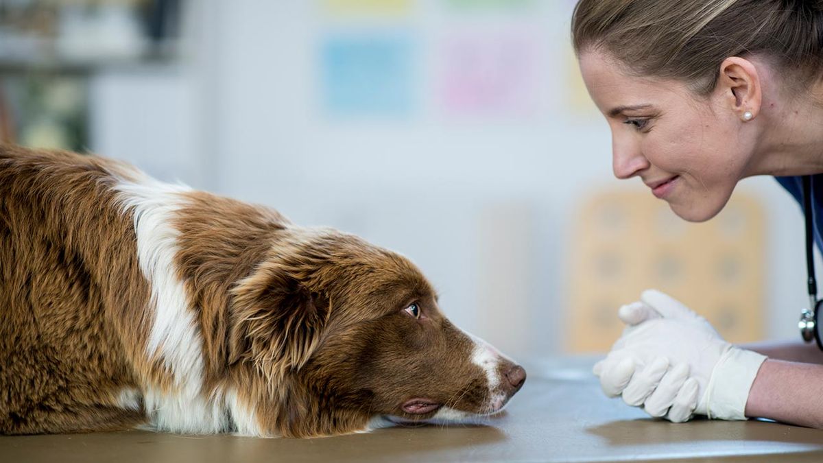 consejos miedo perros 3