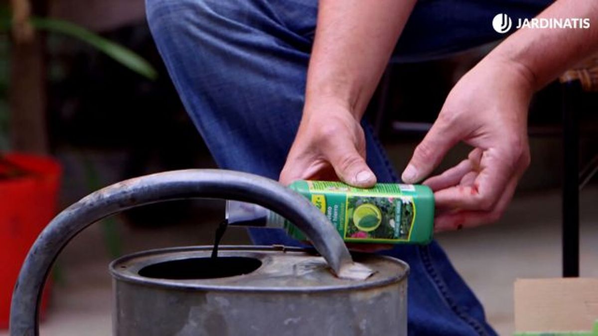 brico 921 hojas amarillas plantas clorosis solucion quelato