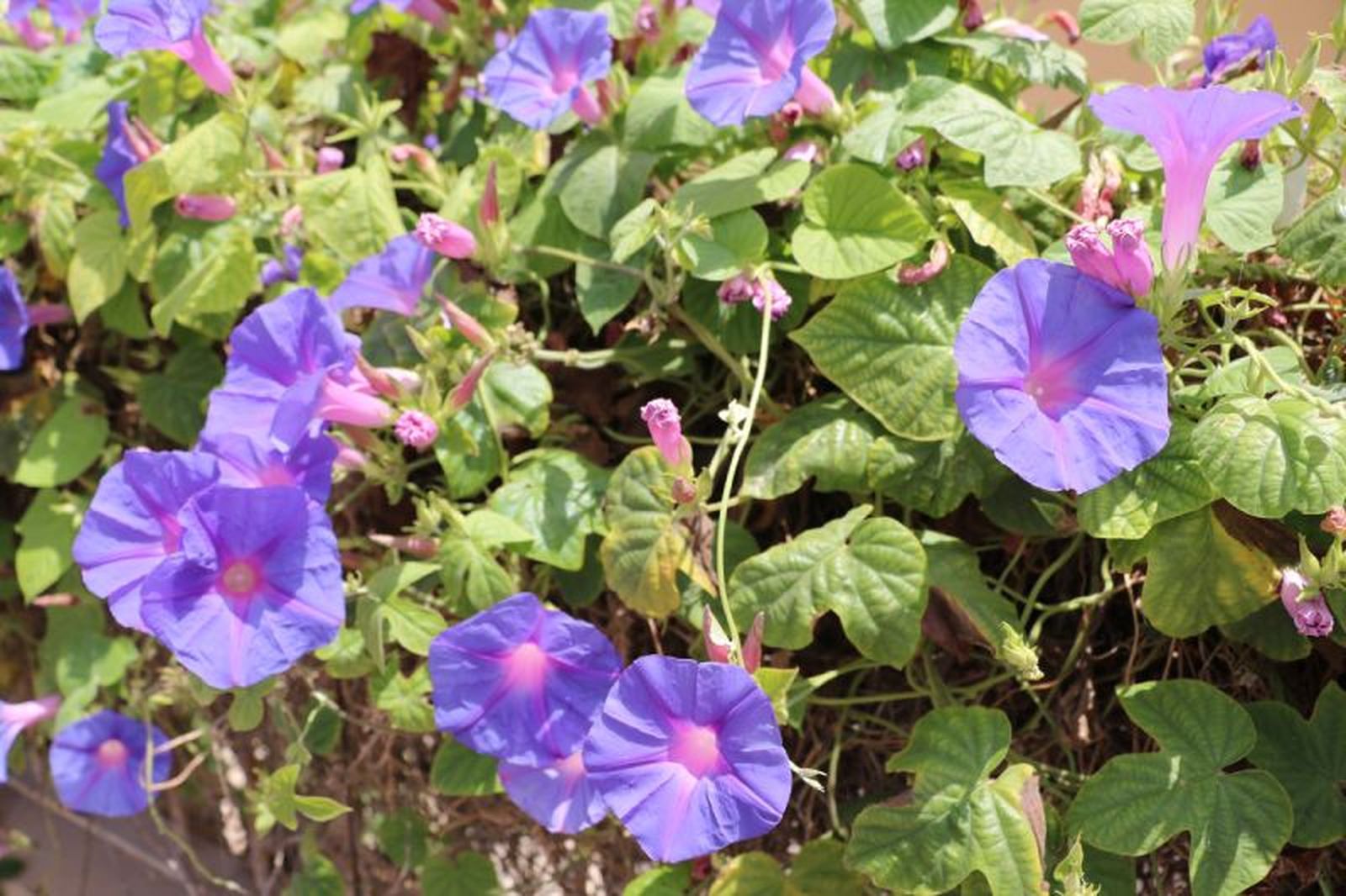 Ipomoea purpurea