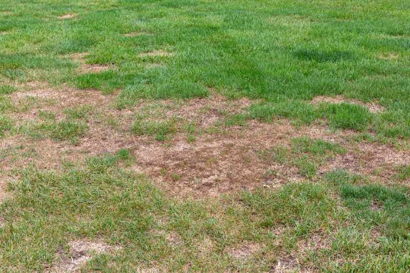 Es importante conoces las causas de la calvas del césped