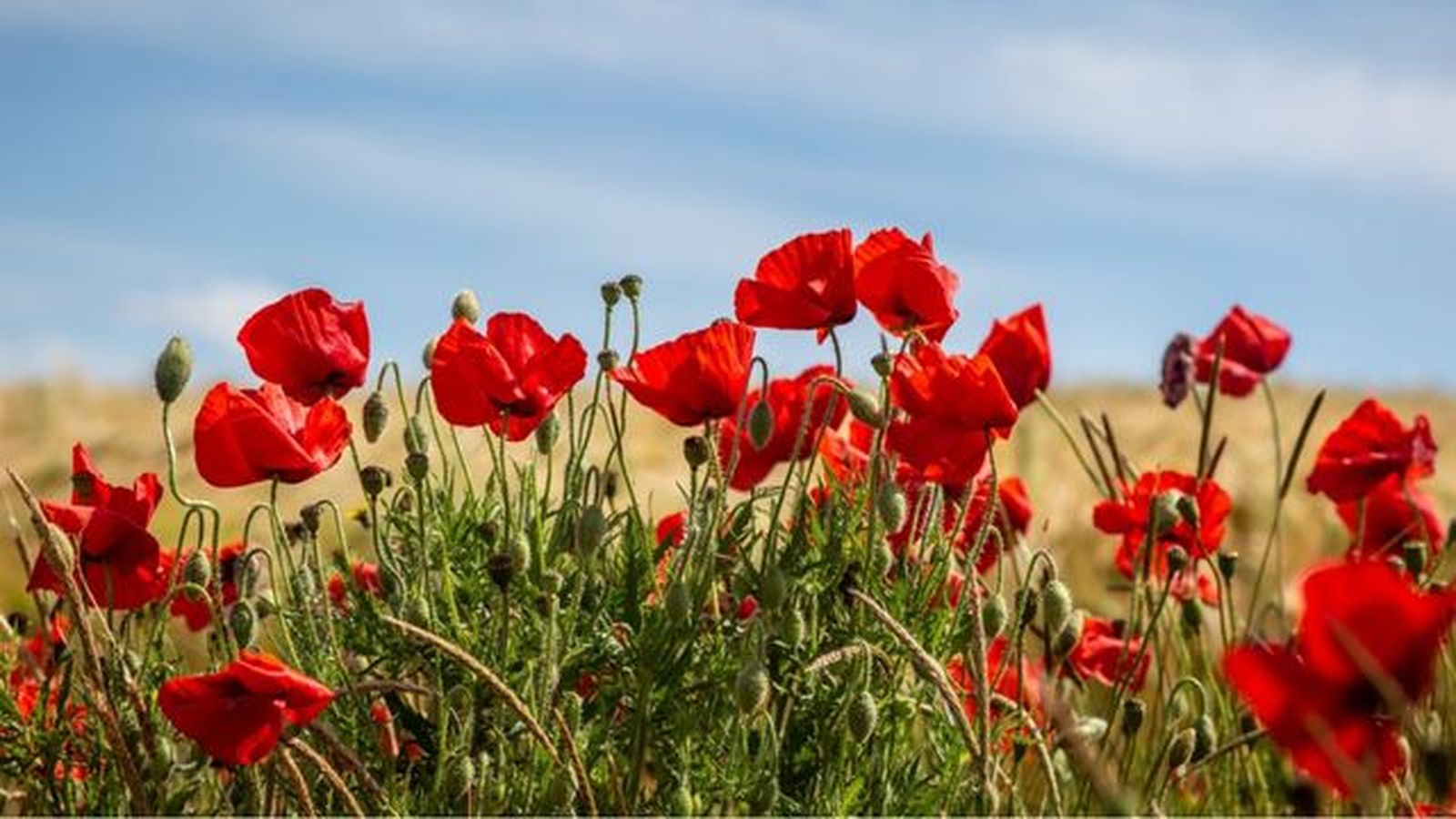 amapolas en el campo