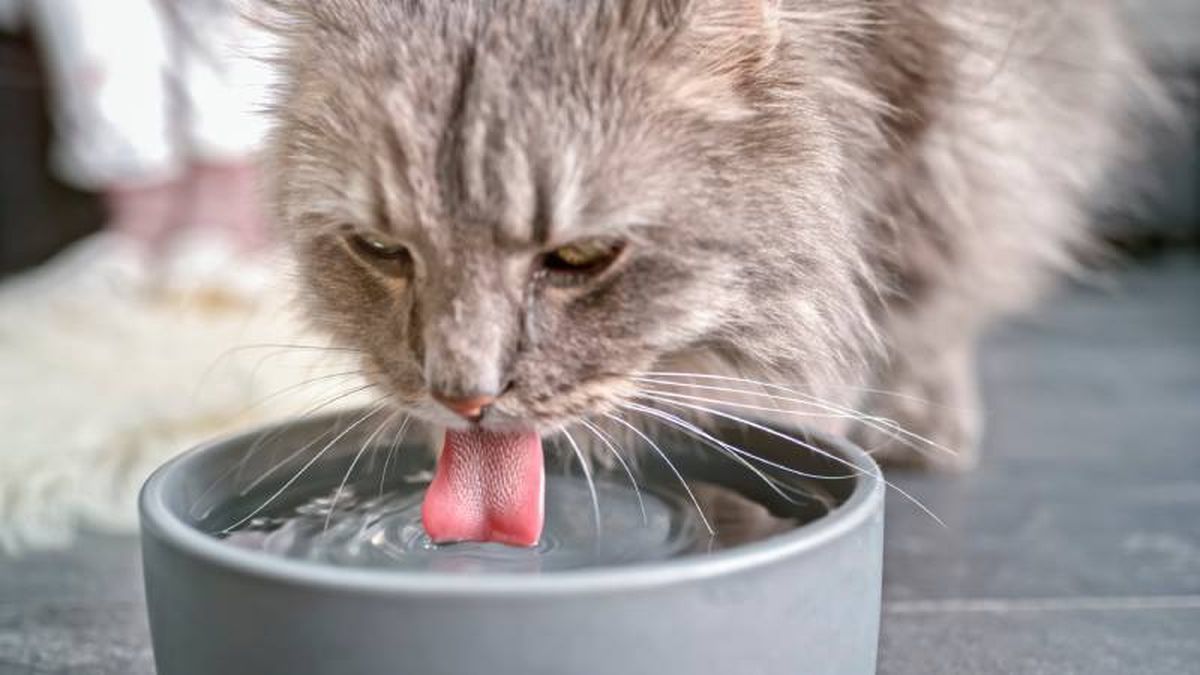 Asegúrate de que tu gato siempre tenga acceso a agua fresca y limpia.