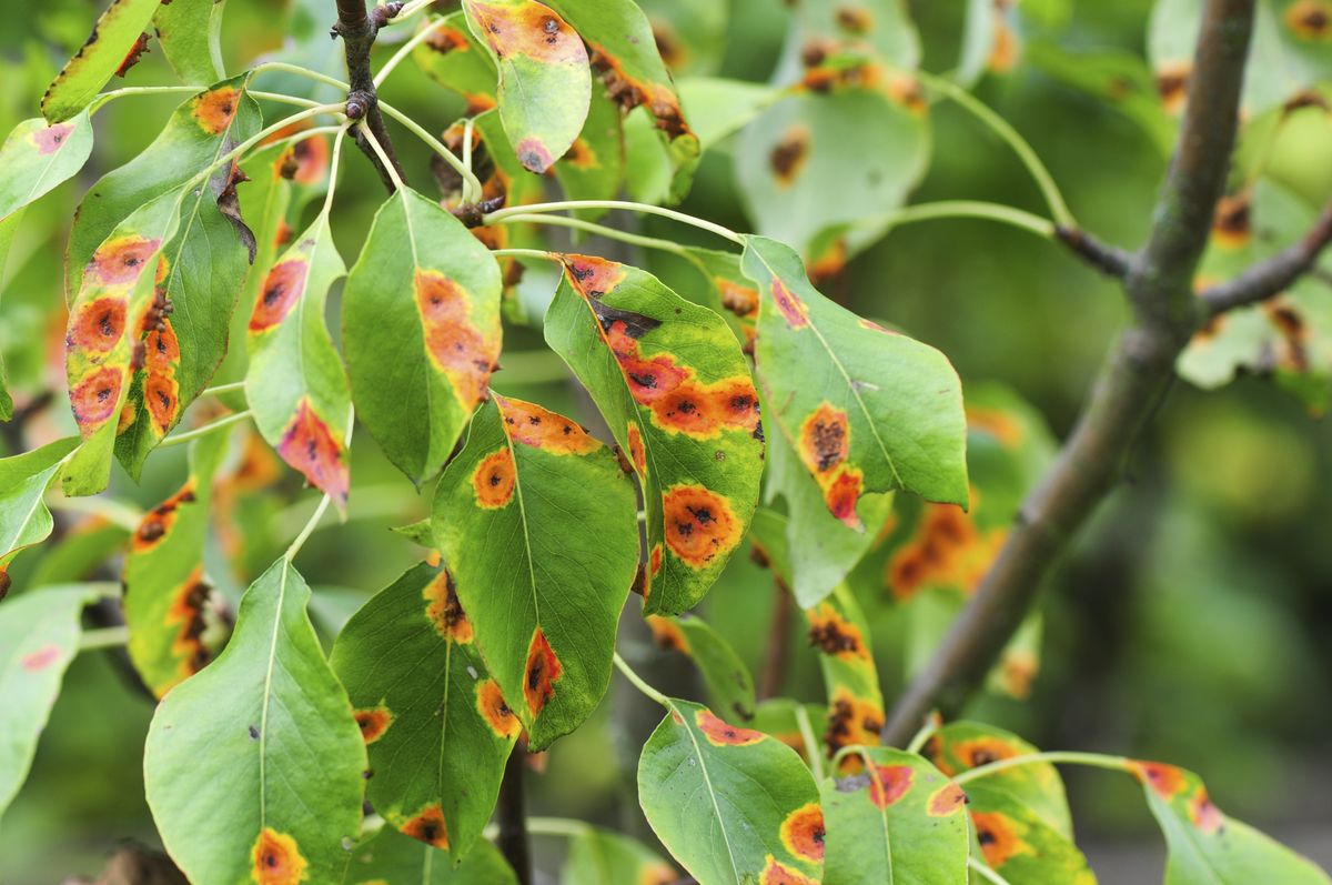 Fungicidas o antihongos