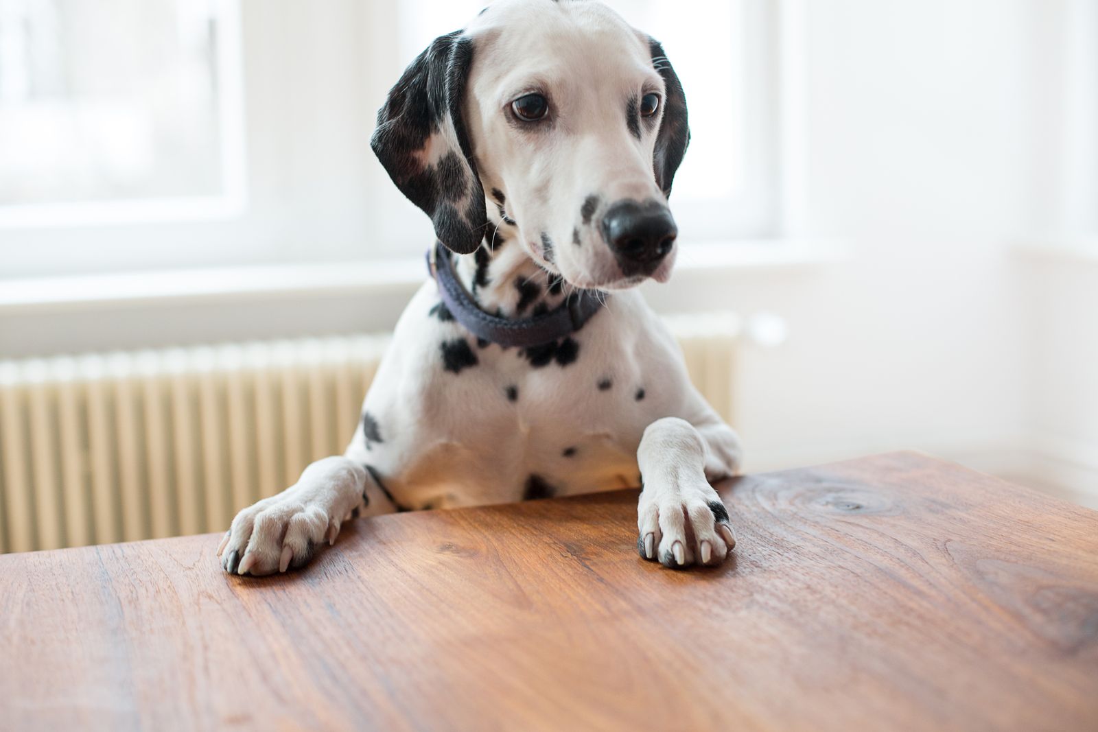 perro dalmata sordo