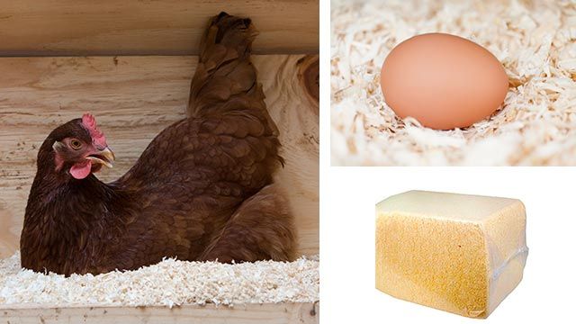 complementos ideales gallinero perfecto 6 viruta madera gallinas