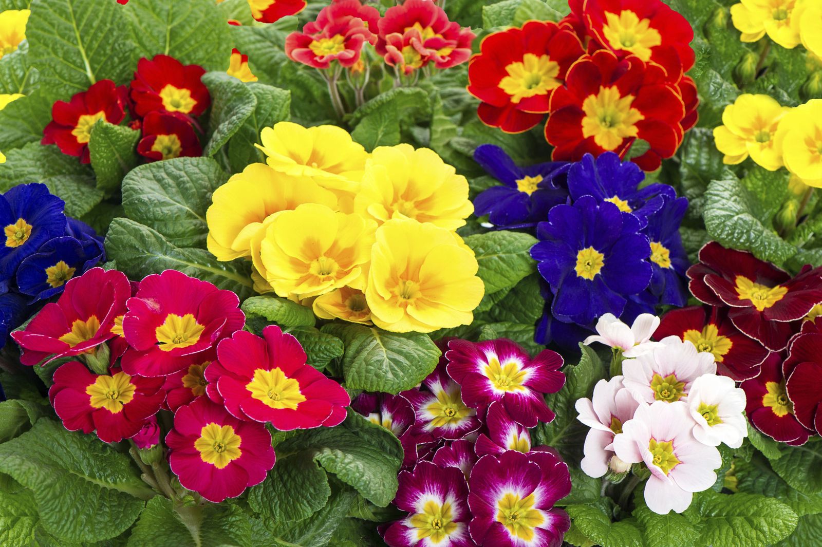 Las prímulas, obcónica y acaulis