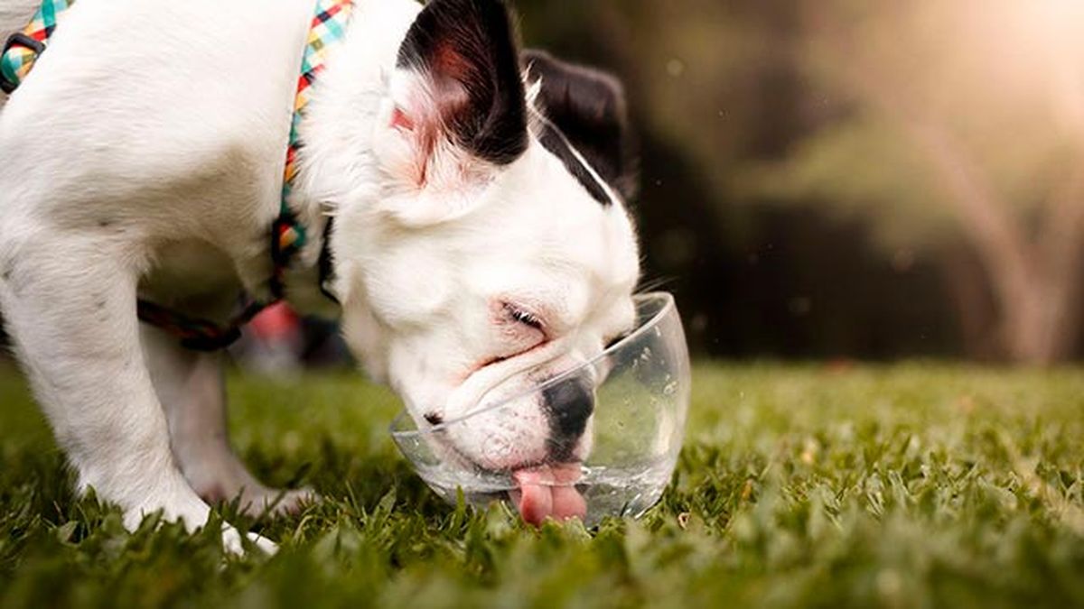 bulldog francés bebiendo agua