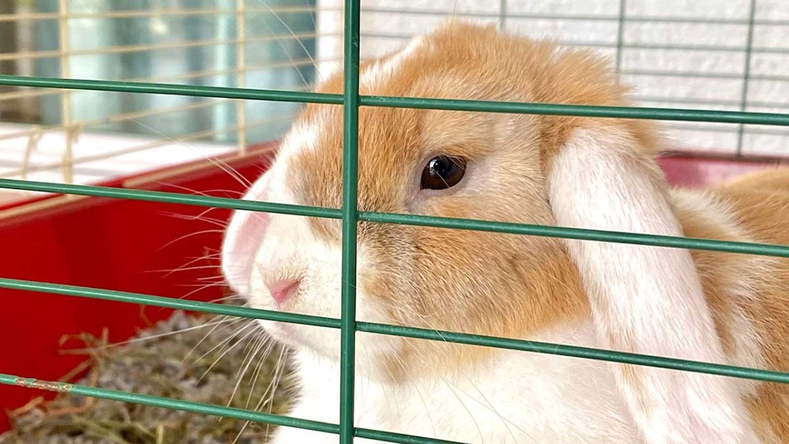 mi conejo muerde la jaula ok