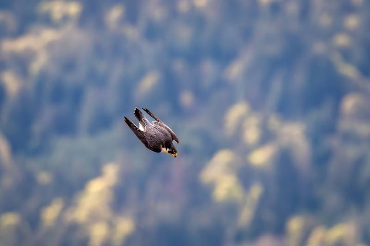 Prefiere hábitats abiertos como montañas, acantilados y zonas urbanas.