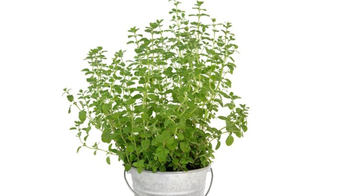 oregano