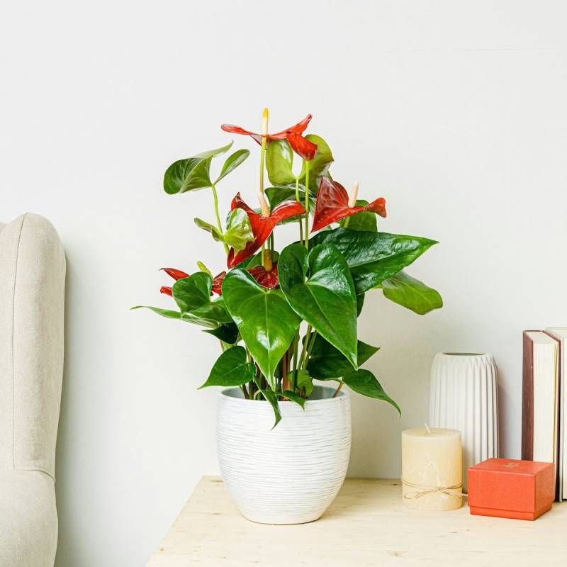 Planta Anthurium.