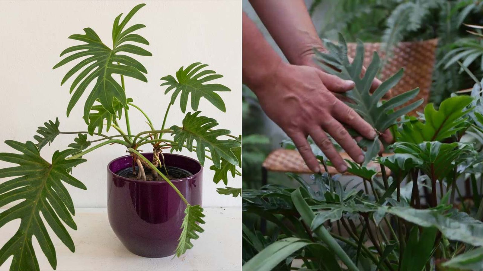 filodendro xanadu caracteristicas cuidados