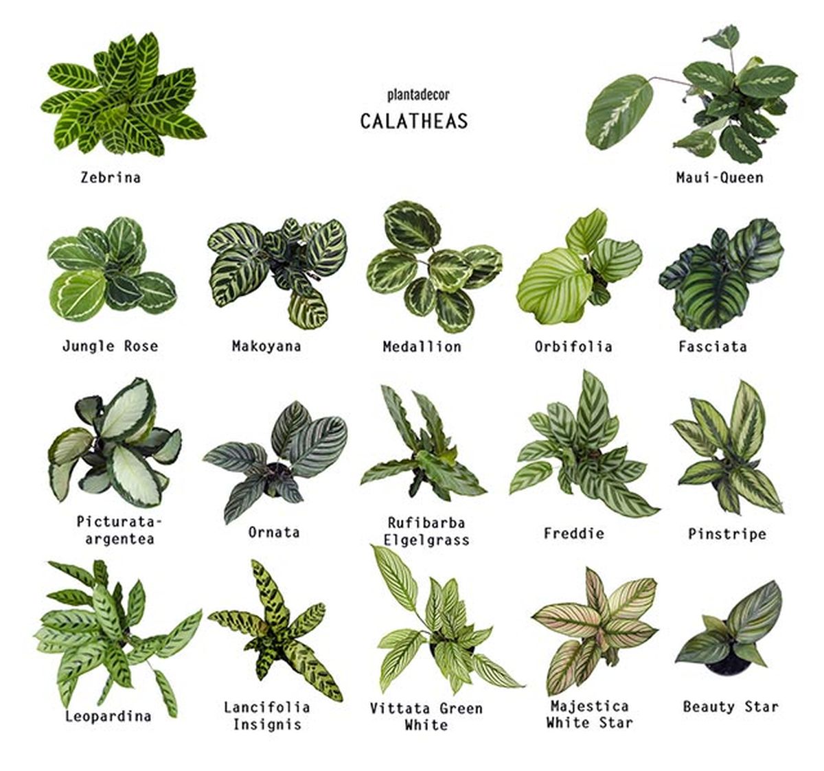 Variedades de calatheas menos exigentes