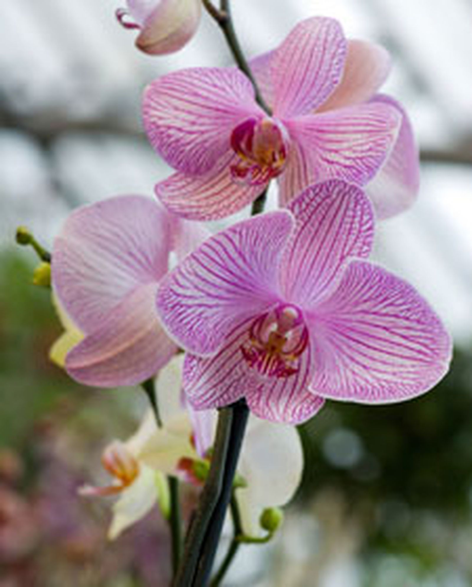 orquidea l