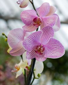 orquidea l
