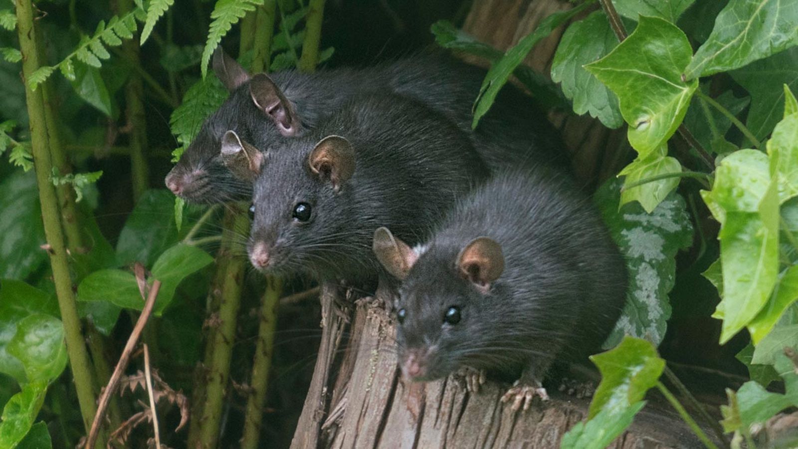 rata negra 5