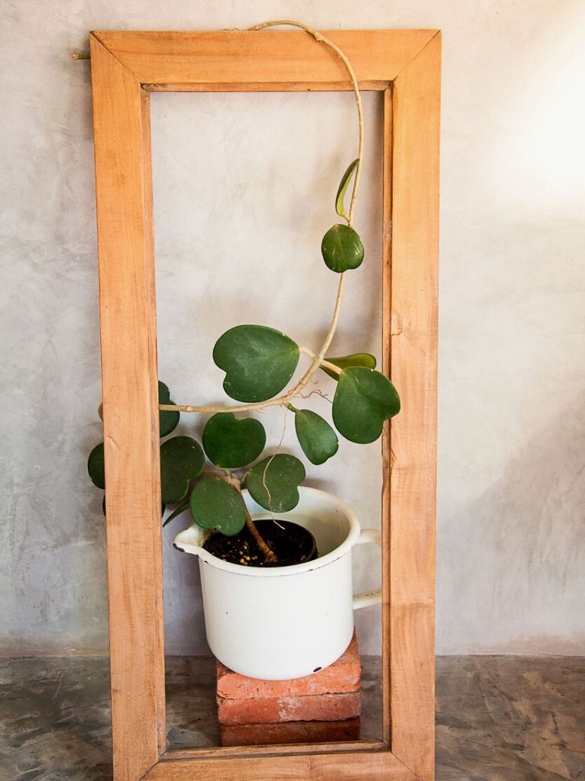 hoya kerrii planta trepadora