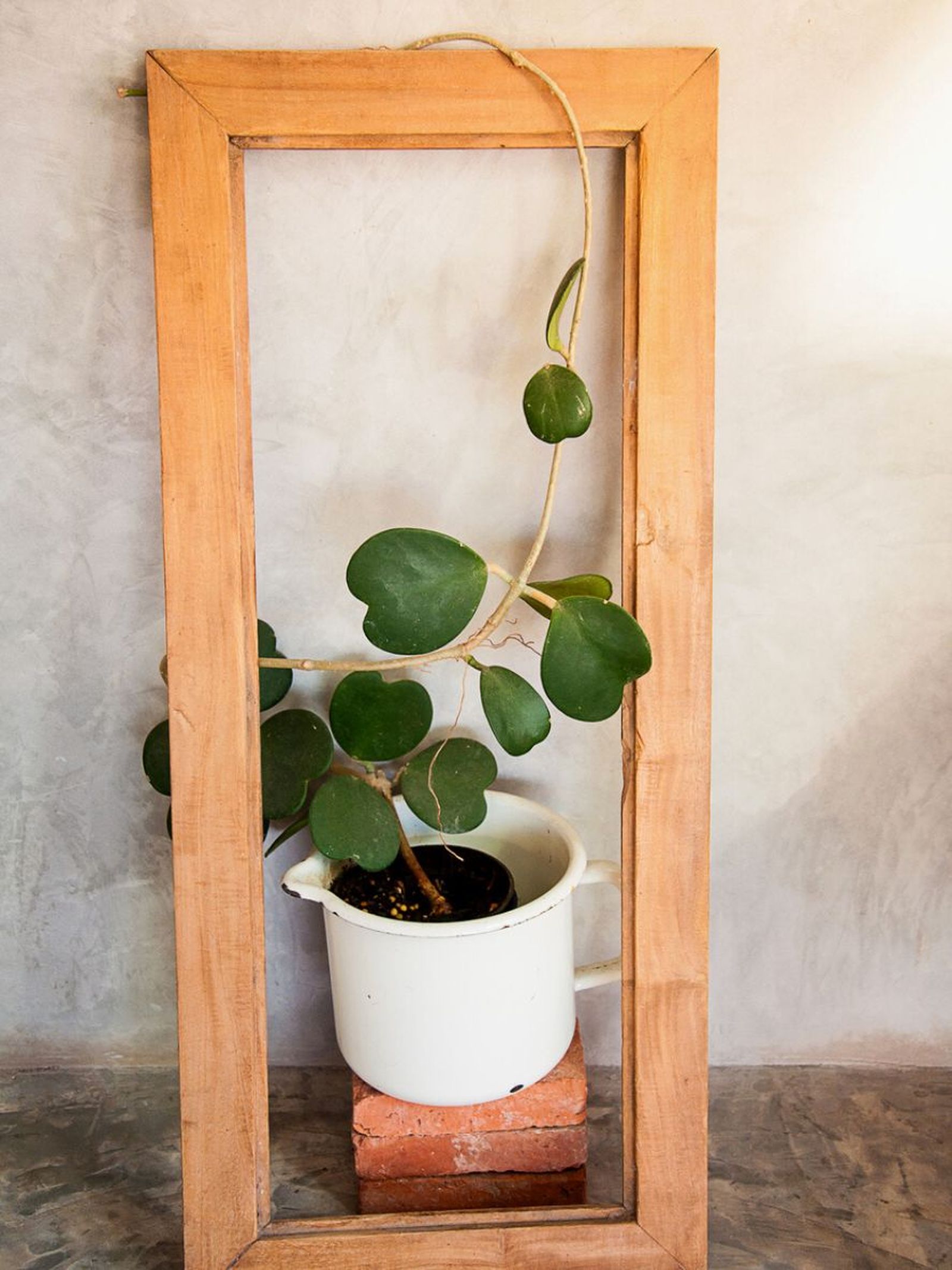 hoya kerrii planta trepadora