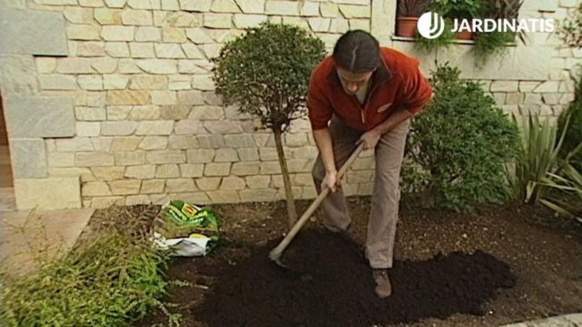 plantacion de distintas especies de madreselva loniceras en el jardin sustratot brico 357