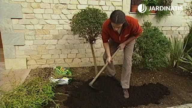 plantacion de distintas especies de madreselva loniceras en el jardin sustratot brico 357