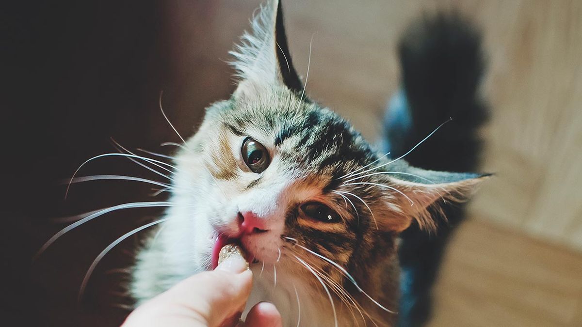 snacks ideales gatos portada