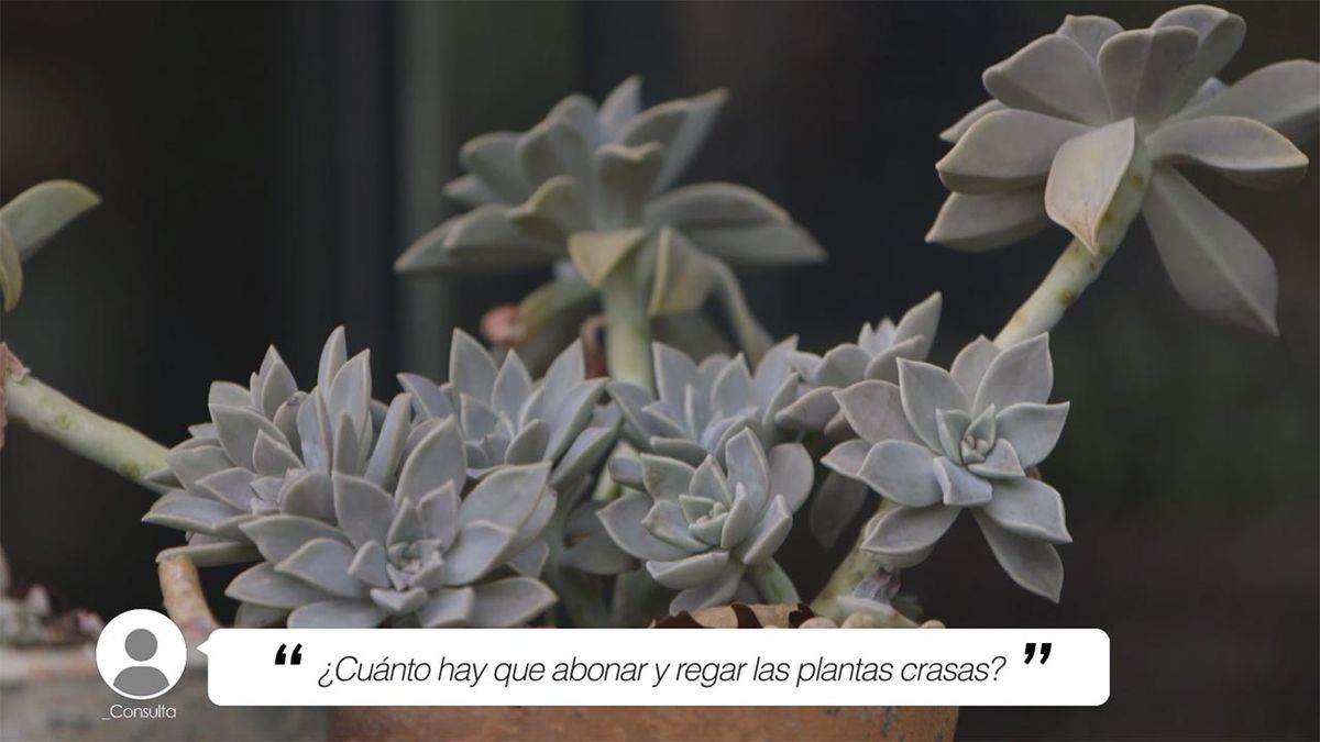 brico 1013 jardineria briconsulta abono riego plantas crasas xl