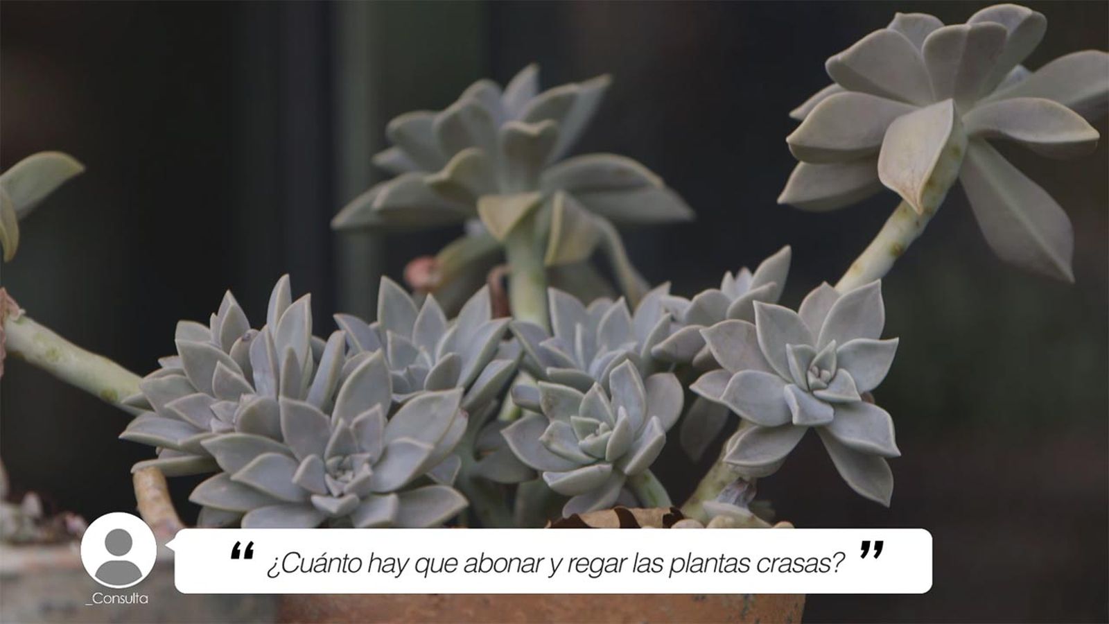 brico 1013 jardineria briconsulta abono riego plantas crasas xl