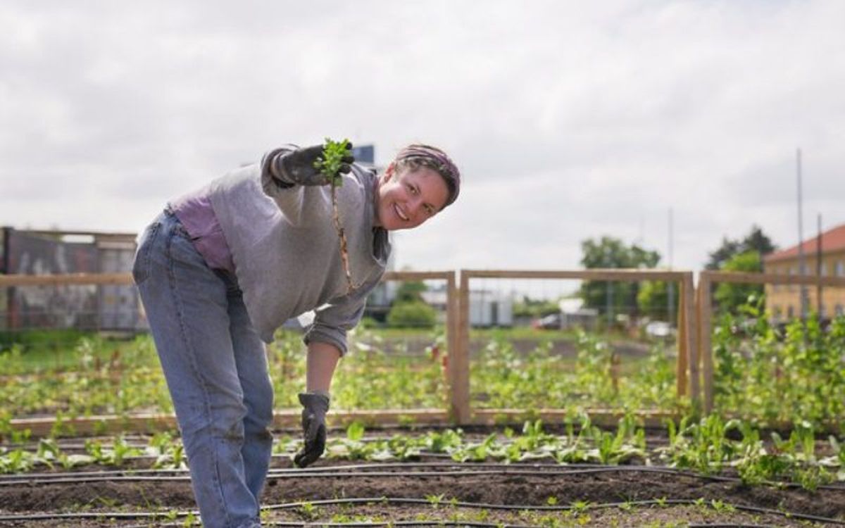 Si ayudas en un huerto urbano de Copenhague, podrás disfrutar de una comida vegetariana gratis
